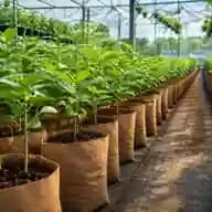 Compostable Nursery Bags