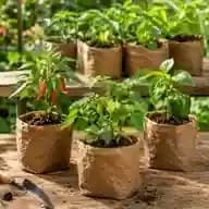 Compostable Nursery Grow Bag - Small - image 1